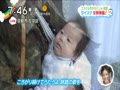 ZIP！スマイルキャラバン～京都の旅～ダイスケ